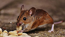 24 Hour & Emergency Exterminators in Hanover, PA